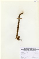 藏品(銳葉石松)的圖片